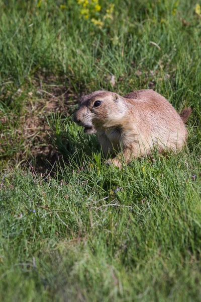 Zwarte prairiehond — Stockfoto