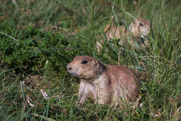 Zwarte prairiehond — Stockfoto