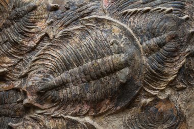 trilobite fosil