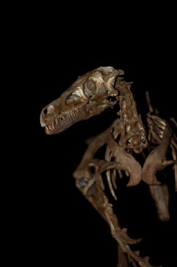 restore edilmiş dinozor 