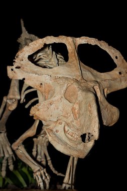 restore edilmiş dinozor 