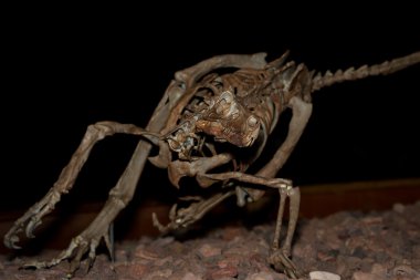 restore edilmiş dinozor 