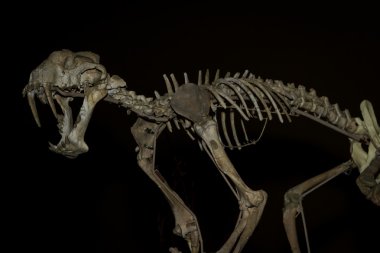 restore edilmiş dinozor 