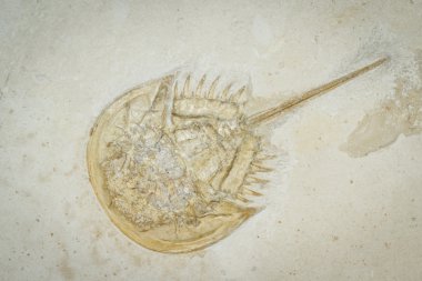 trilobite fosil
