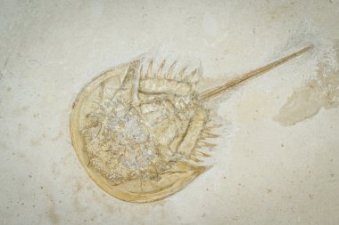 trilobite fossil clipart