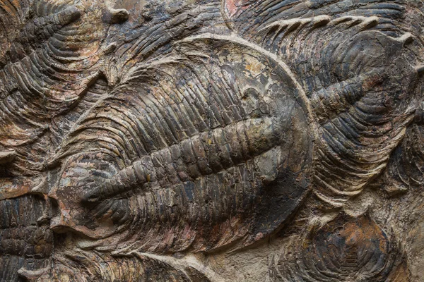 Trilobite fossil — Stockfoto