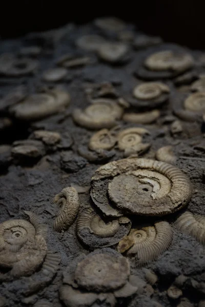 Fósseis de amonita — Fotografia de Stock