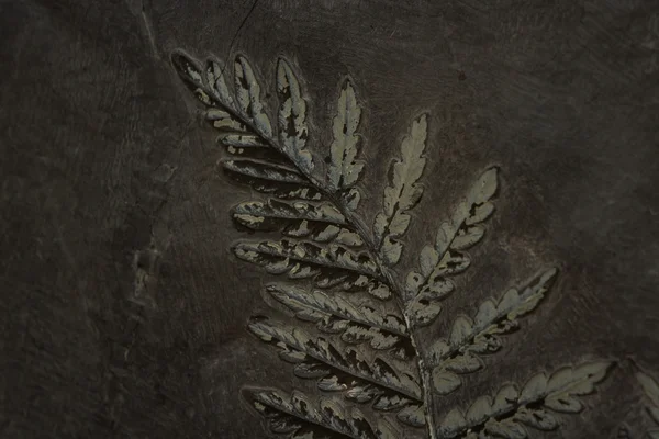 化石のシダ — ストック写真