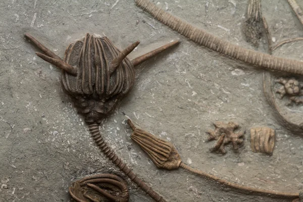 Deniz kabuğu fosiller 