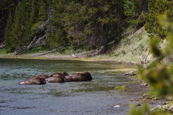 Wild bison herd — Stock Photo, Image