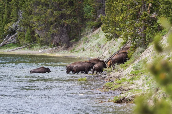 Wild bison herd — Stock Photo, Image