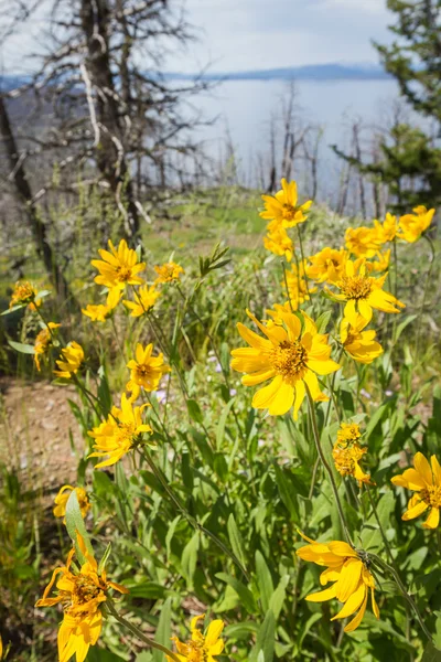 Natural regeneration — Stock Photo, Image