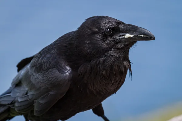 Crow close up — Stock Photo, Image