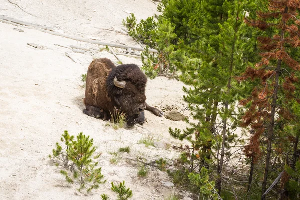 Amerikanischer Wisent — Stockfoto