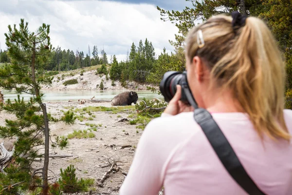 Wildlife fotograaf in yellowstone — Stockfoto