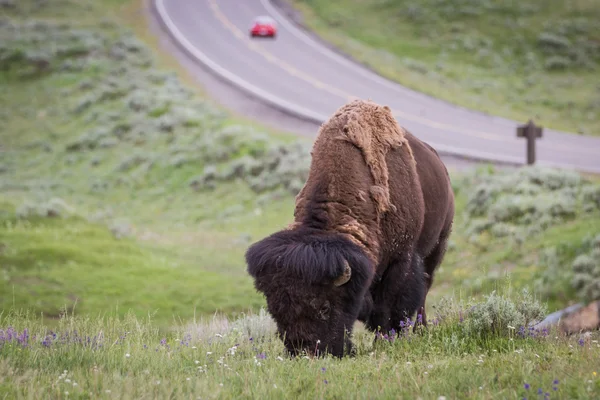 Yellowstone'da vahşi bison — Stok fotoğraf