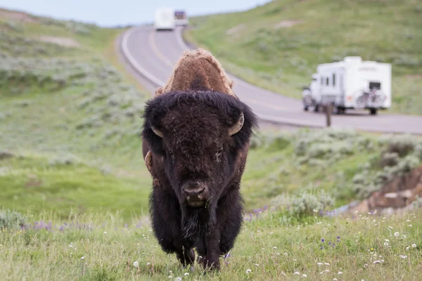 Bisonte silvestre en yellowstone — Foto de Stock