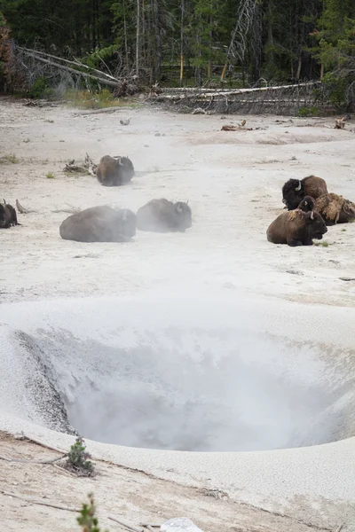 Bison spa day — Stock Photo, Image