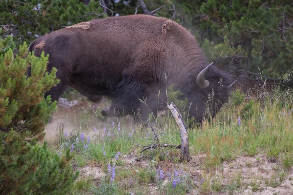 Yellowstone'da yaban hayatı — Stok fotoğraf