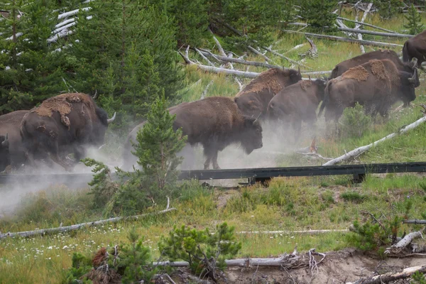 Running bison heard — Stock Photo, Image