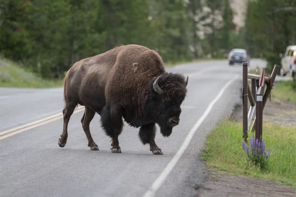 Buffalo přes silnici — Stock fotografie