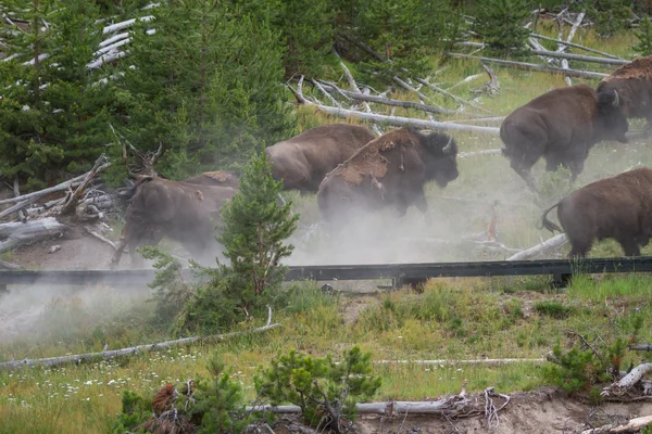 Running bison heard — Stock Photo, Image