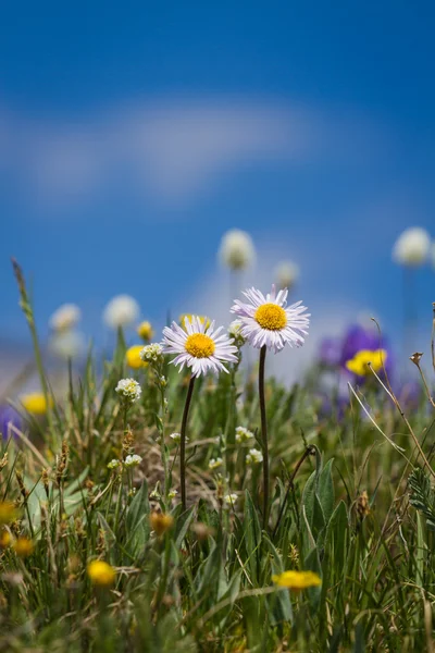 Wild spring flowers — Stock Photo, Image