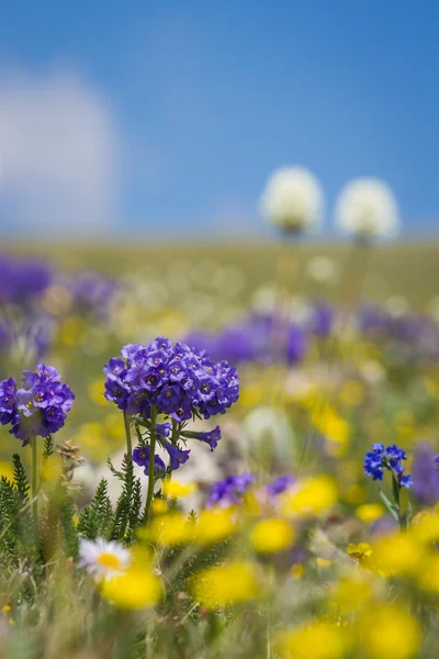 Wilde Frühlingsblumen — Stockfoto