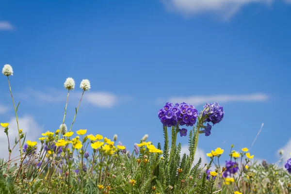 Fleurs sauvages de printemps — Photo