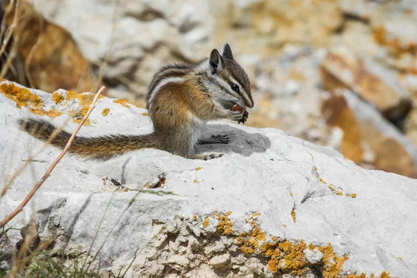 Etetés vad, Észak-amerikai mókus — Stock Fotó