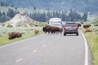 Yellowstone yaban hayatı 