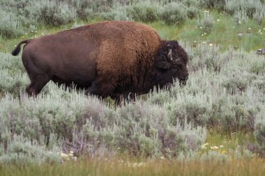büyük erkek bizon