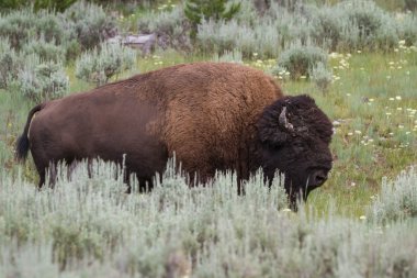 büyük erkek bizon