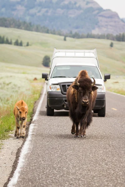 Yellowstone Vida silvestre — Foto de Stock
