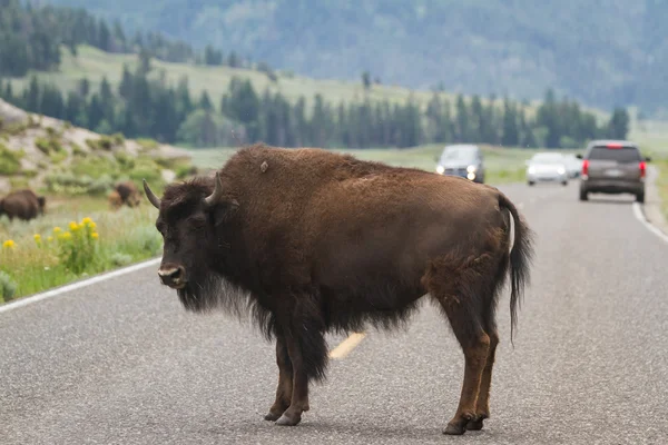 Yellowstone Vida silvestre — Foto de Stock