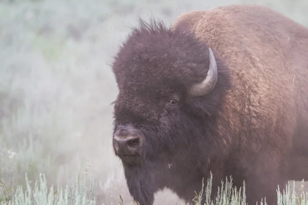 Grote mannelijke bison — Stockfoto