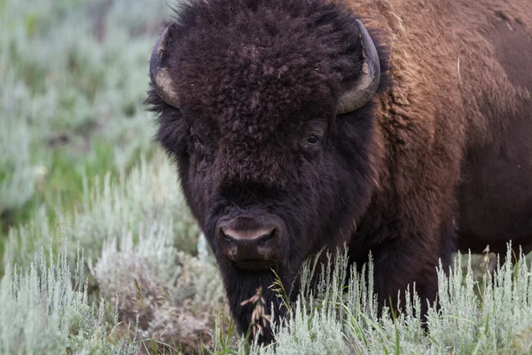 Stora manliga bison — Stockfoto