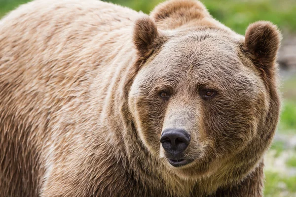 Urso-pardo — Fotografia de Stock