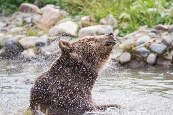 Orso grizzly — Foto Stock