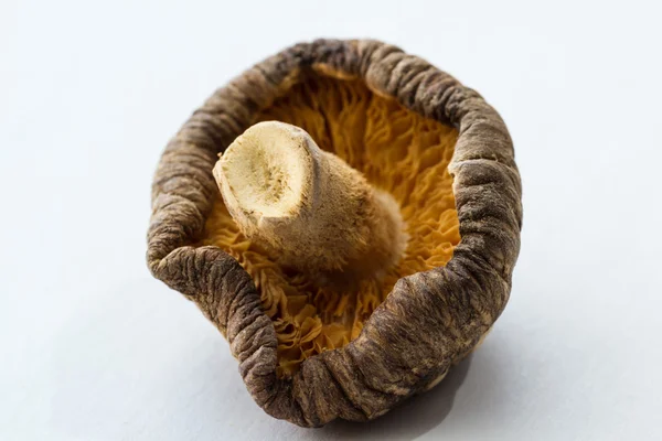 Cogumelo shiitake desidratado — Fotografia de Stock