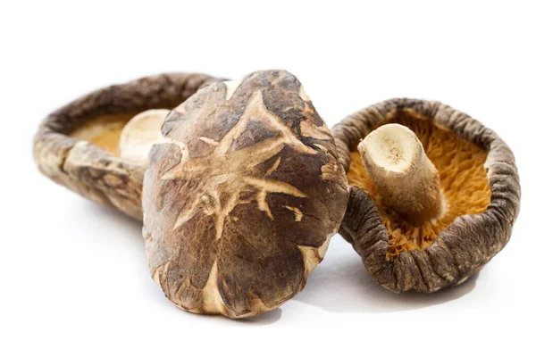 Cogumelos shiitake desidratados — Fotografia de Stock