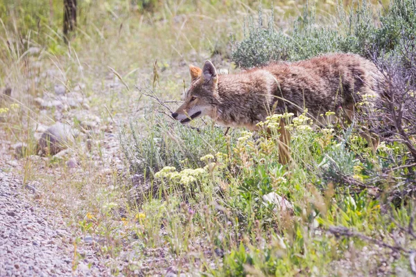 Wild coyote — Stock Photo, Image