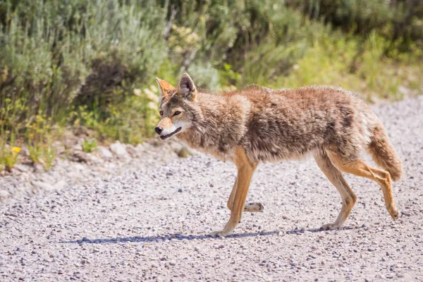 Coyote selvatico — Foto Stock