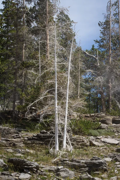 Mrtvé stromy v lese — Stock fotografie