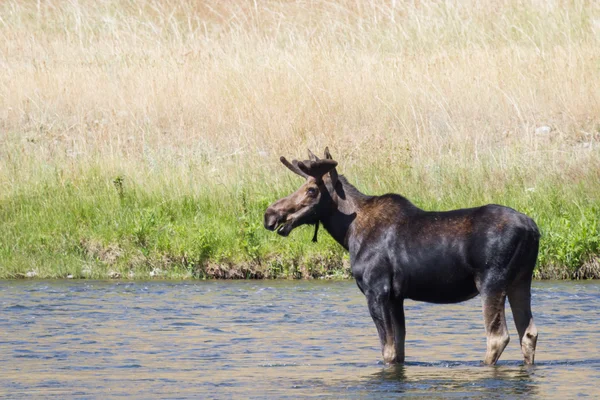 Wild moose — Stock Photo, Image