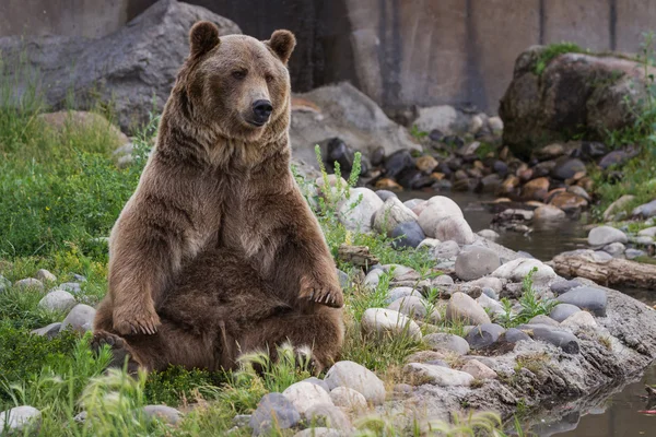 Urso-pardo — Fotografia de Stock