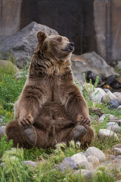 Ursuleț grizzly — Fotografie, imagine de stoc