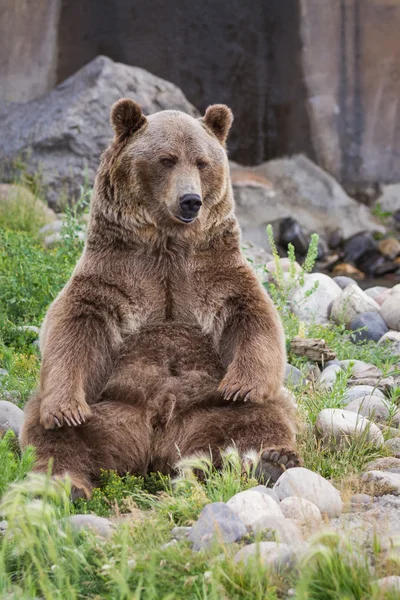 Niedźwiedź Grizzly — Zdjęcie stockowe