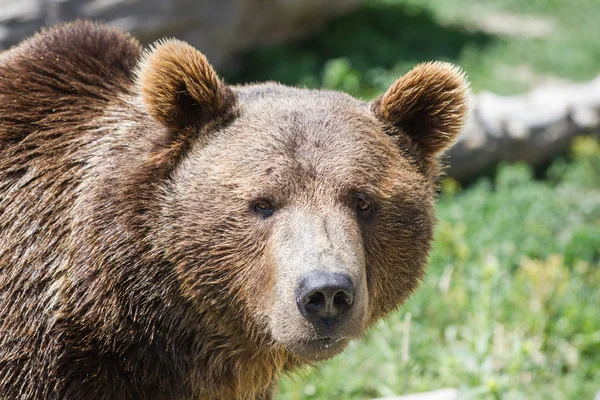 Grizzly portret — Zdjęcie stockowe