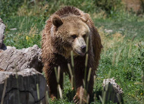 Ritratto grizzly — Foto Stock